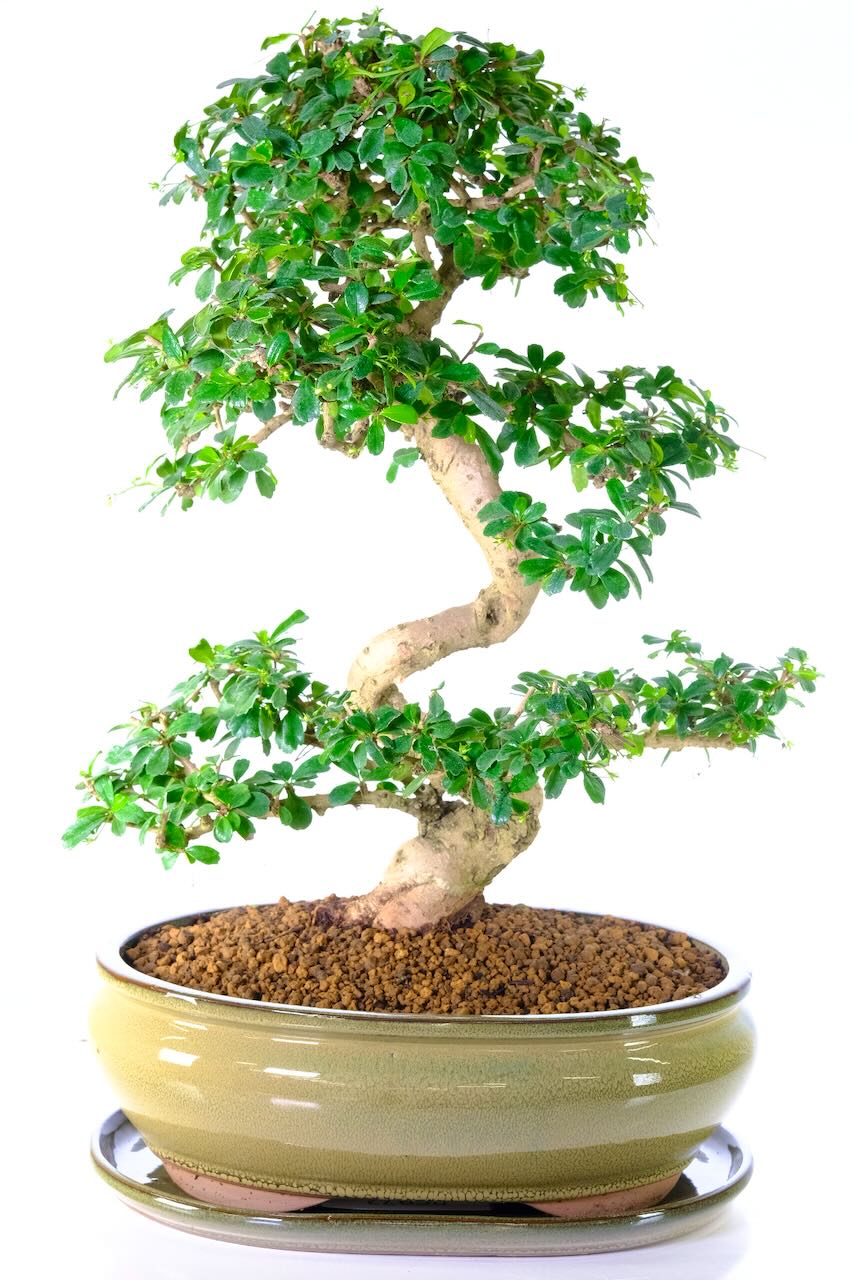 Picturesque Flowering Indoor Fukien Tea Tree Bonsai with Captivating Shaping - EXCELLENCE RANGE
