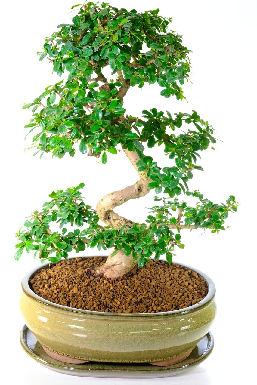 23 year old Carmona bonsai - FREE delivery available