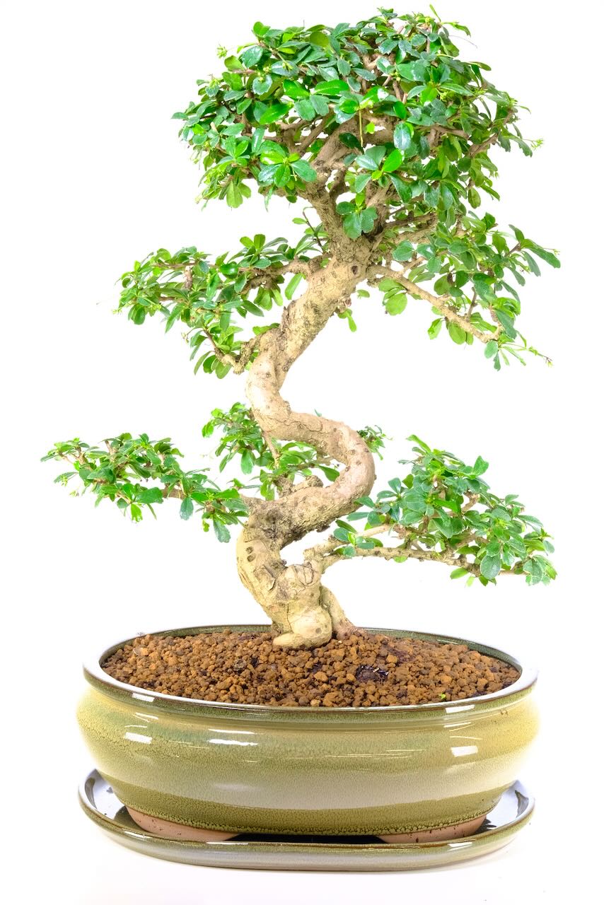Flowering Fukien Tea Bonsai - Graceful Twists & Curves. Exceptional Natural Beauty
