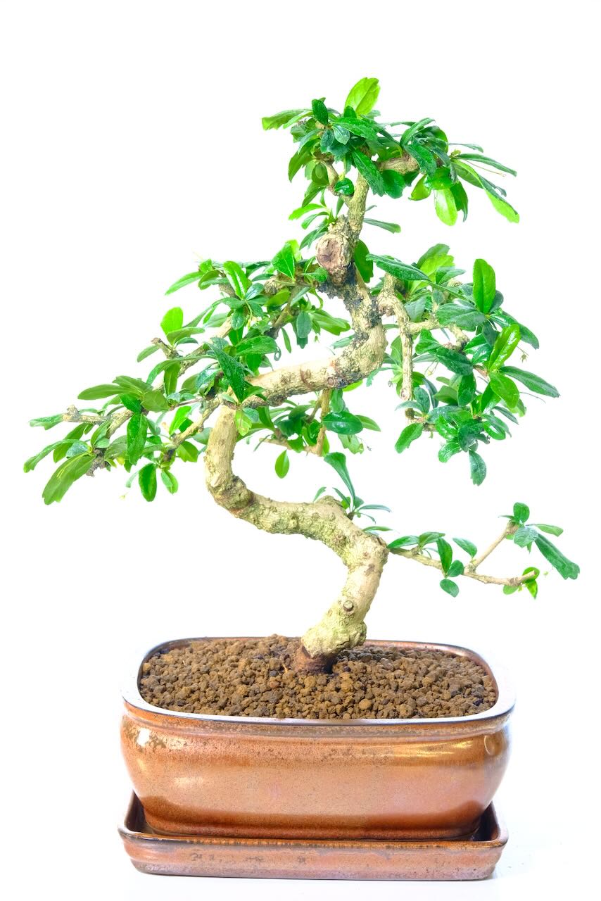 Free delivery in most areas in the UK.