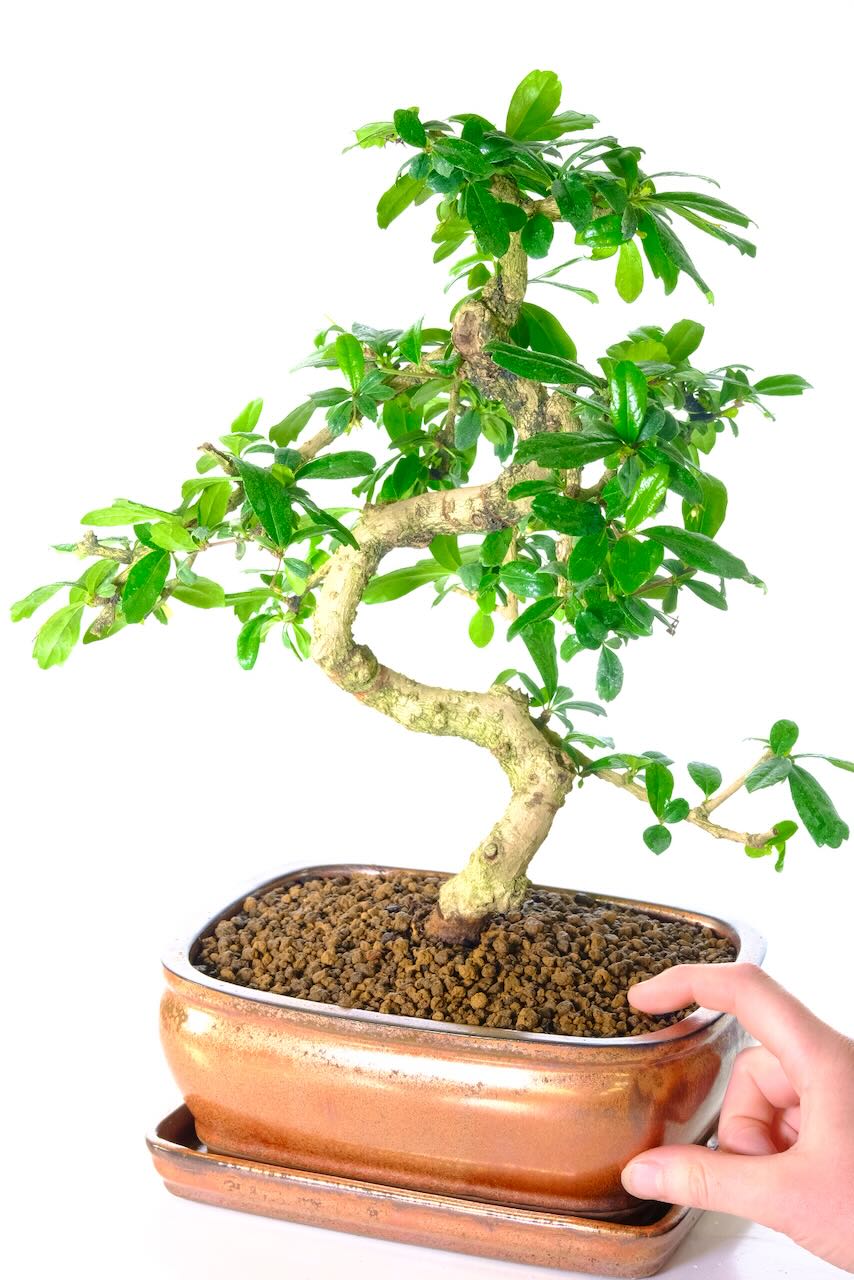 This is the exact bonsai that you will receive.
