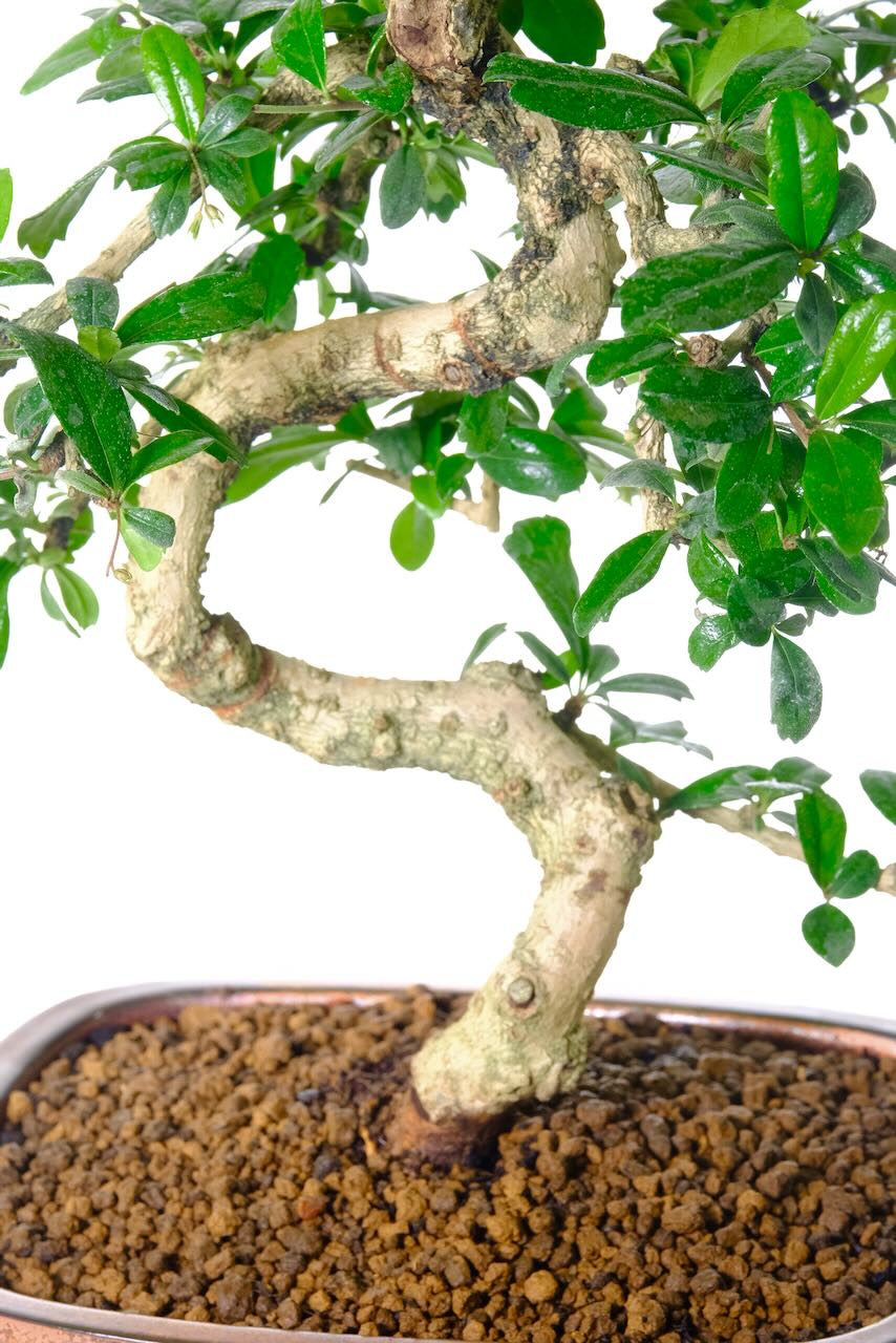 Characterful s-shaped trunk.