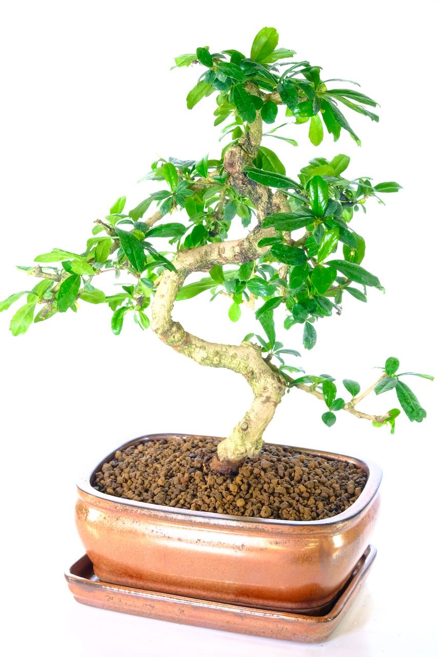 In the summer, delicate white flowers create a stunning contrast against the deep glossy leaves.