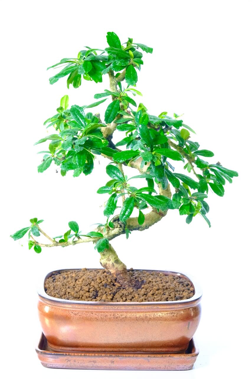 Fukien Tea Tree Bonsai | Flowering Indoor Bonsai with Serpentine Trunk