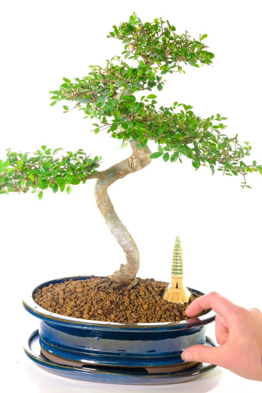 This bonsai is available for FREE DELIVERY in most areas in the UK.