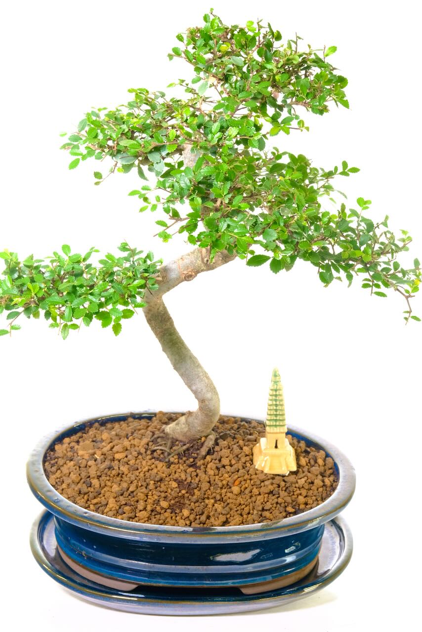 Magnificent and elegant 18-year-old bonsai.