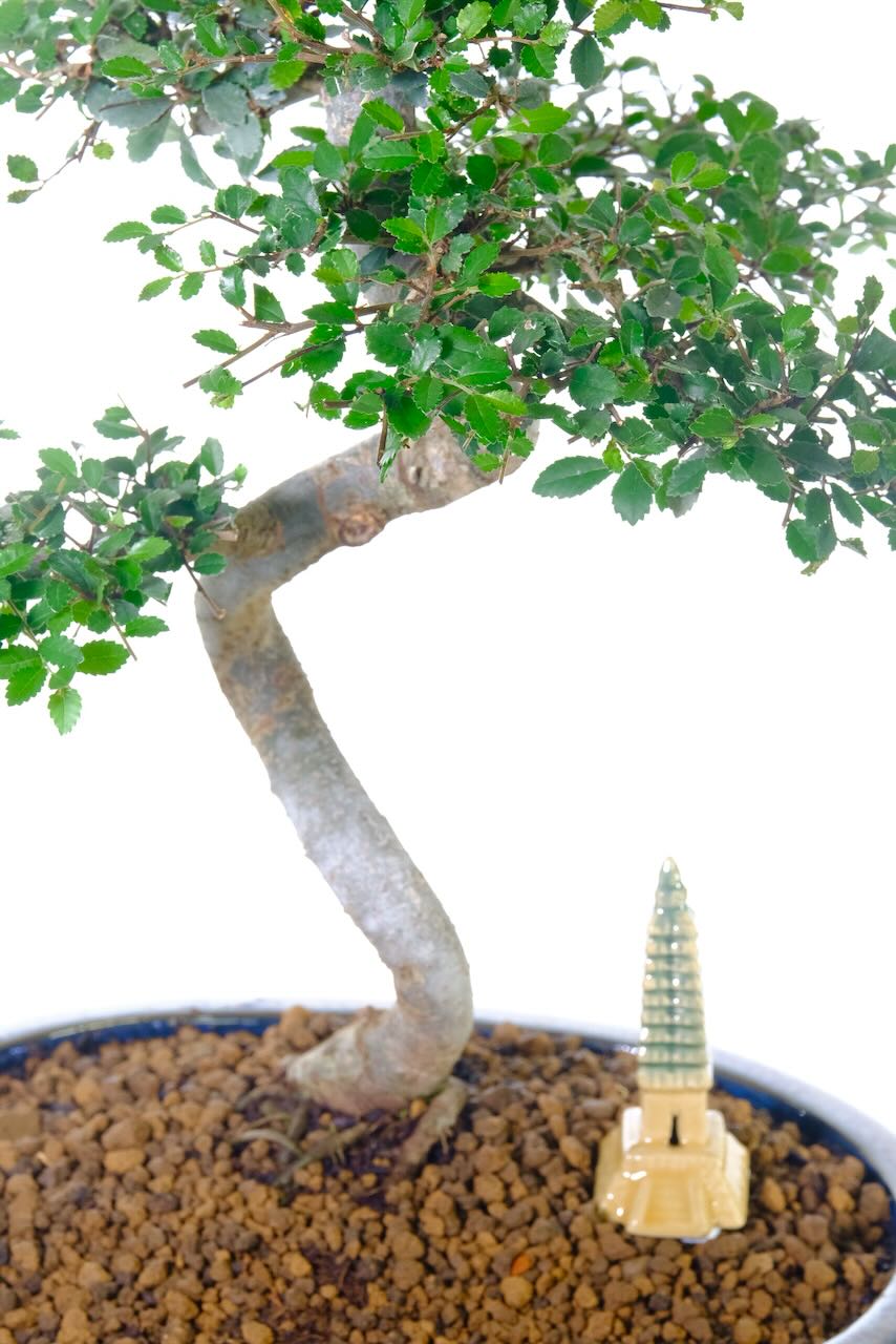 Perfect slender s-shaped trunk.