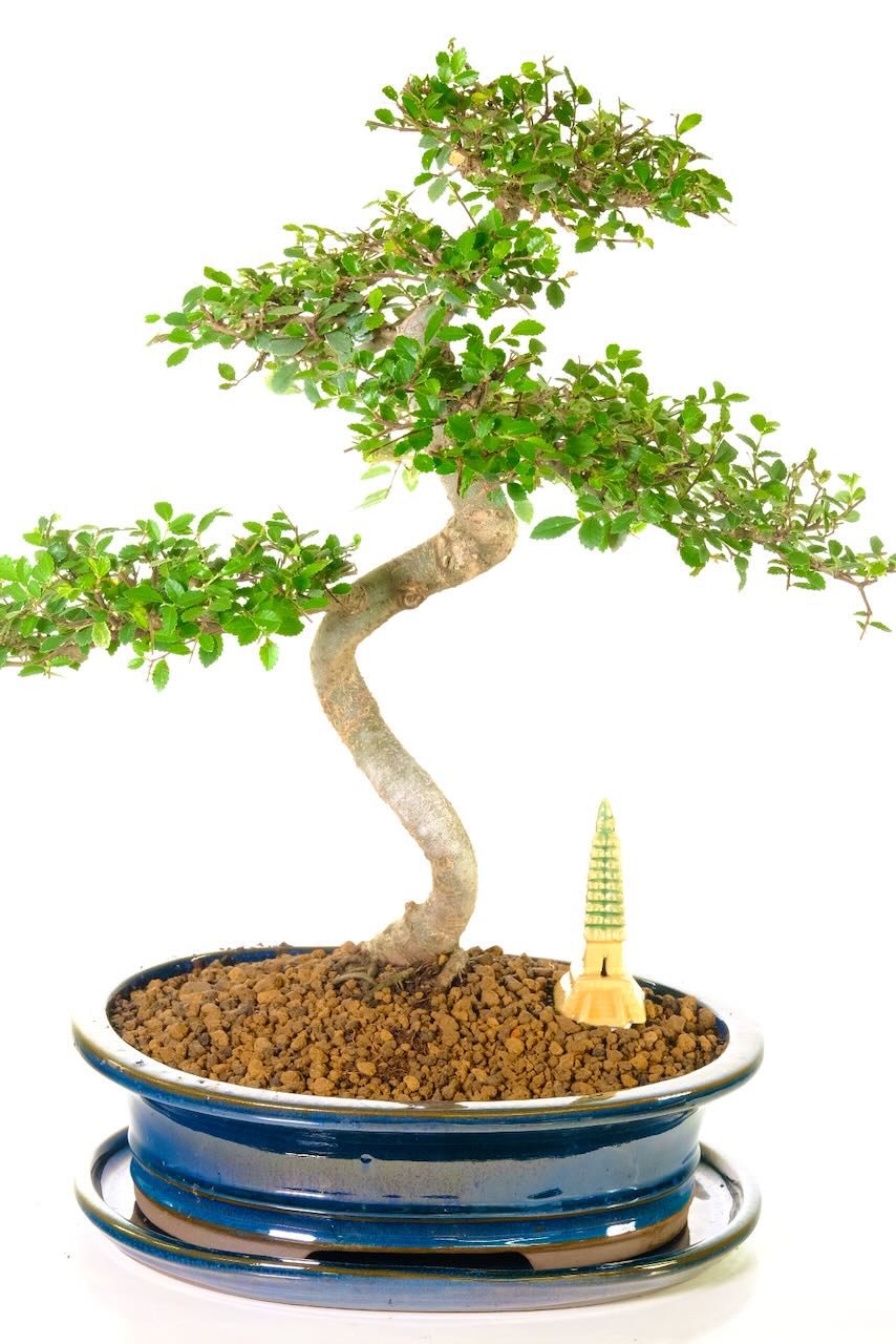 Commanding, Majestic, Highly Refined Bonsai Chinese Elm