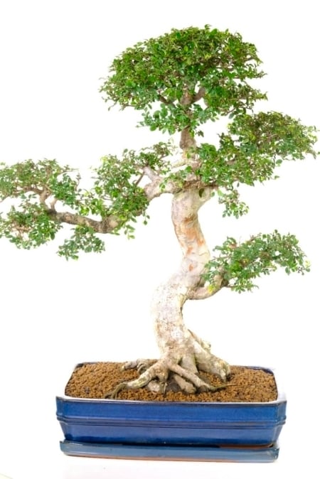 Stately Large 28-Year-Old Chinese Elm Indoor Bonsai | Exquisite Storied Character