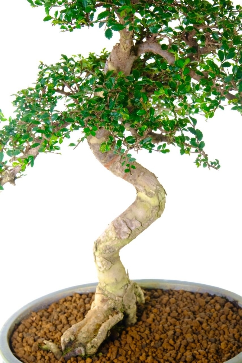 Chinese Elm Bonsai - Strong Trunk with Expressive Roots