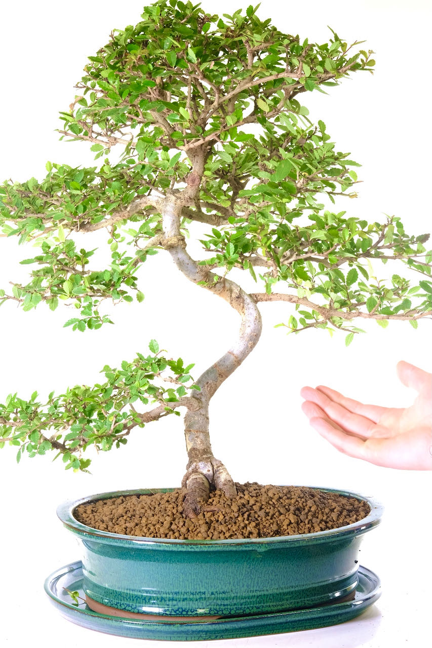 This is the exact grand Chinese Elm bonsai you will receive!