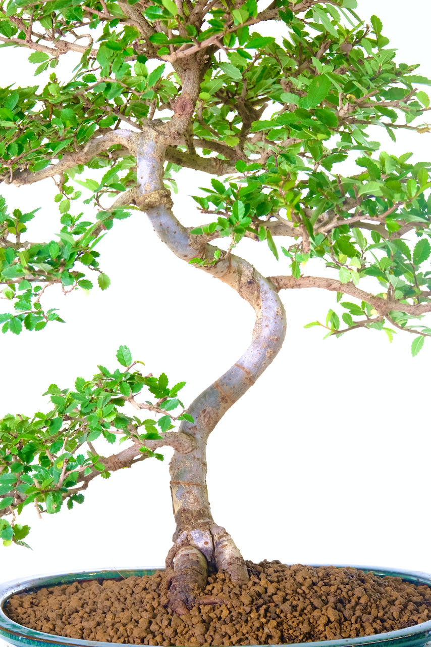 Extraordinary S-shaped twisting and curving trunk movement.