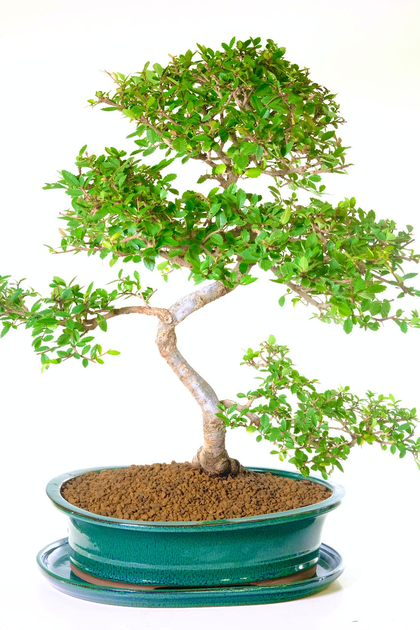 Outstanding branch-placement that is uncluttered and neat.