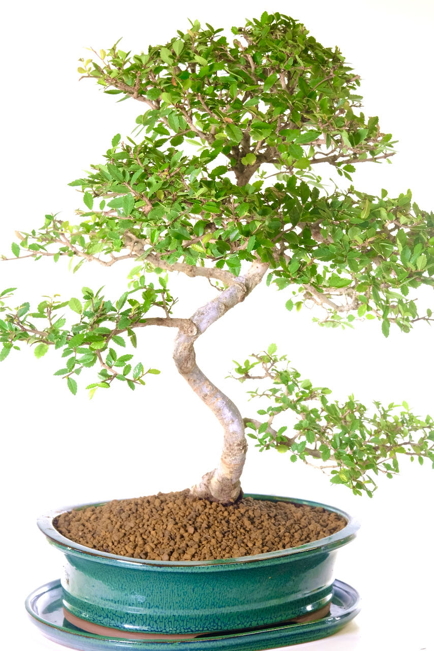 Tall slender bonsai tree that brings joy and nature indoors.