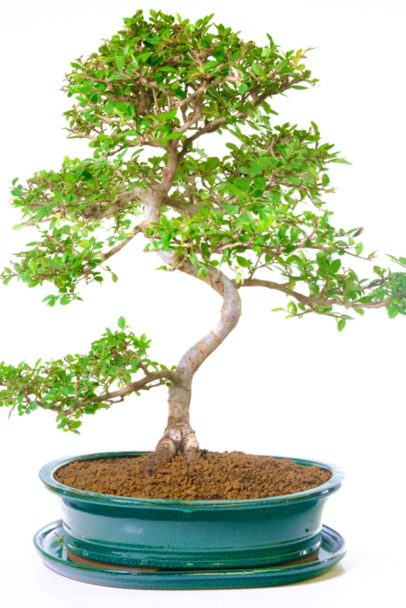 Elegant Chinese Elm Indoor Bonsai - Balanced Canopy and Dramatic Twisty Trunk