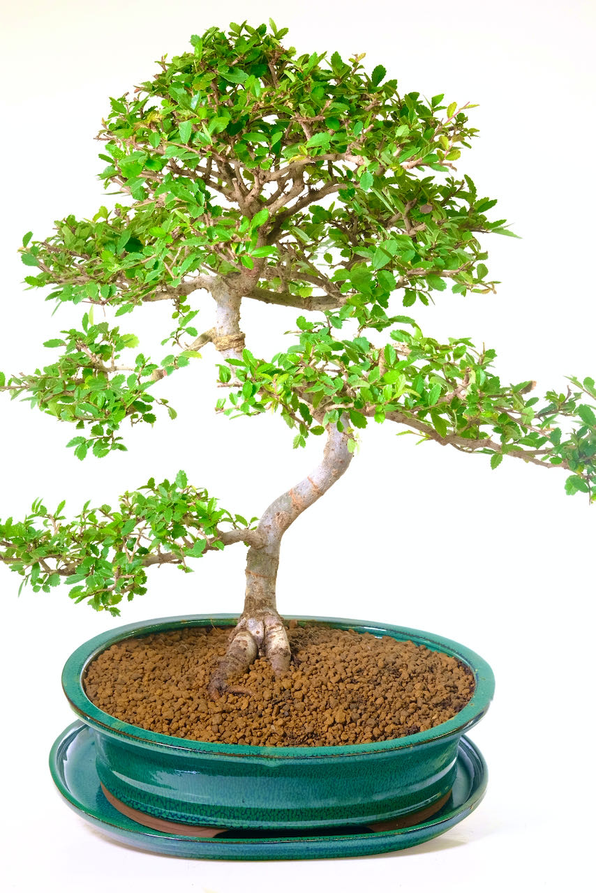 Majestic tall Chinese Elm bonsai tree with mesmerising foliage.