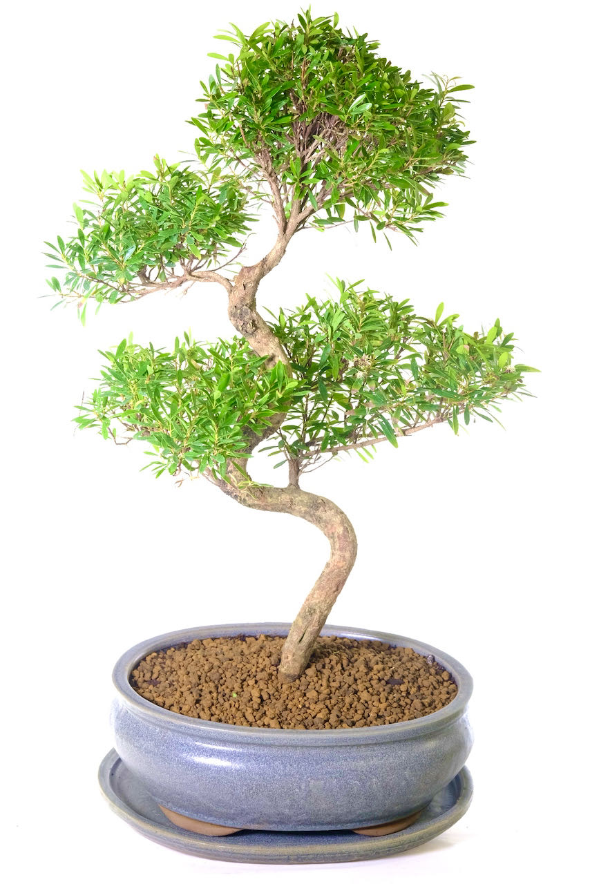 Myrtle Bonsai Tree | Exquisite Mature Tall & Impressive Unique Easy Care Bonsai for Indoors