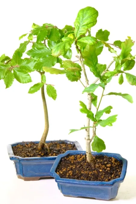 Amazing value twin Bonsai starter kit