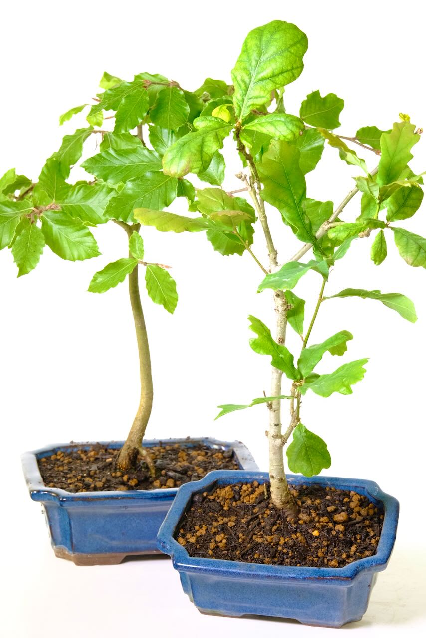 Amazing value twin Bonsai starter kit