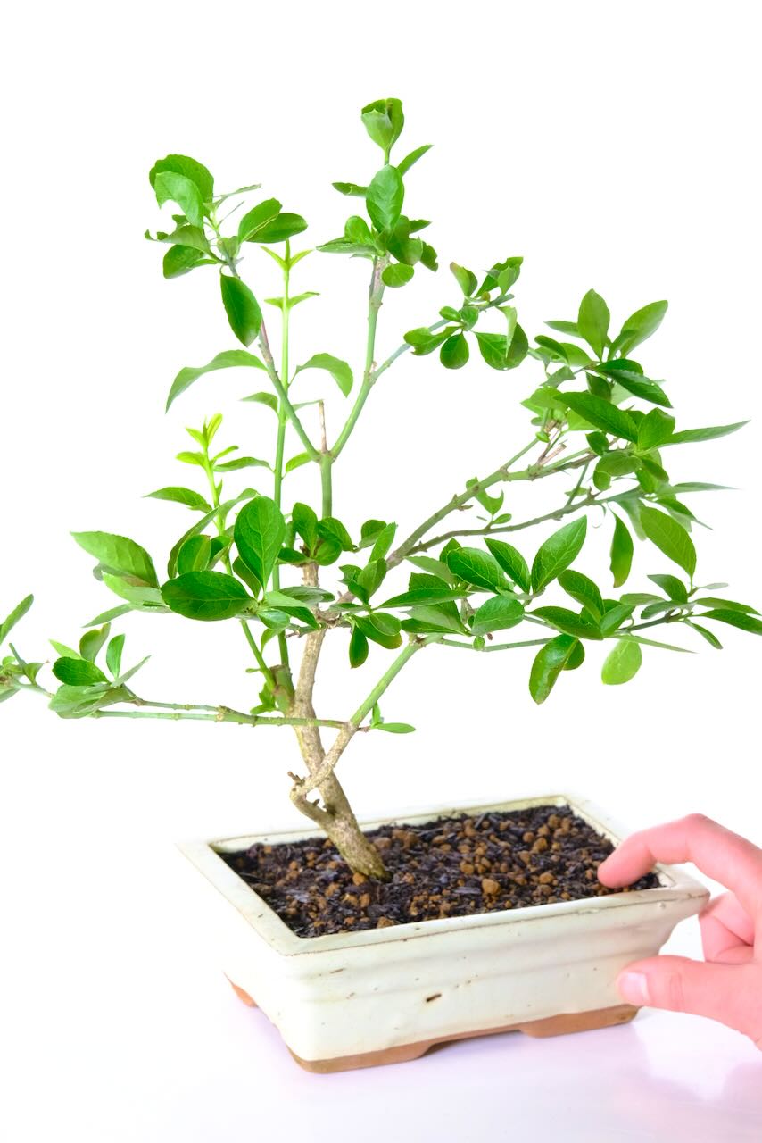 Known as the spindle tree in the Bonsai world this Bonsai includes free delivery to most areas, including Glasgow, Swansea, London and Manchester