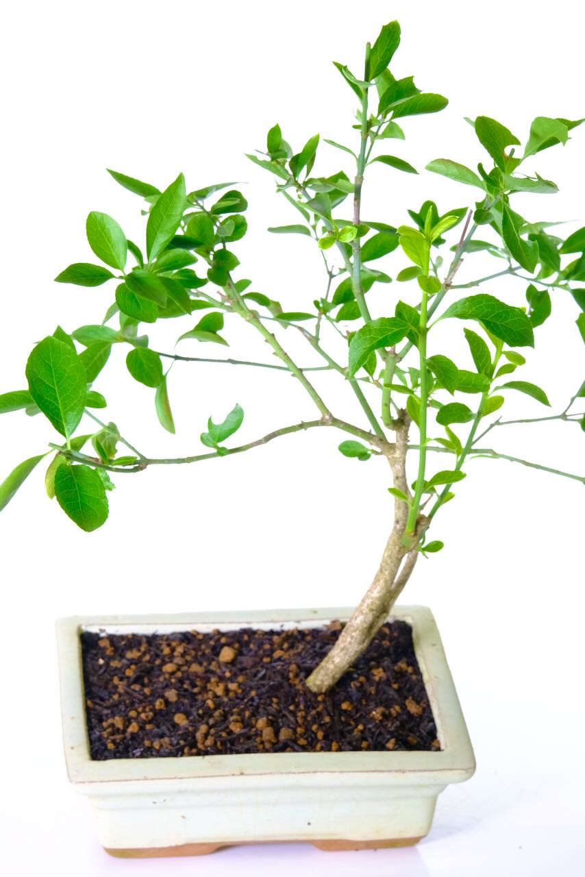Euonymus elegant Hardy Bonsai perfect for growing on and styling