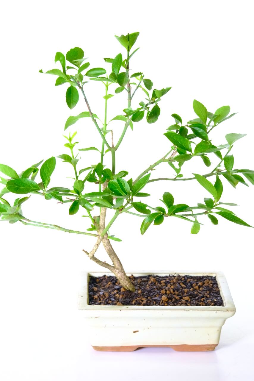 Euonymus | spindle tree starter Bonsai for beginners