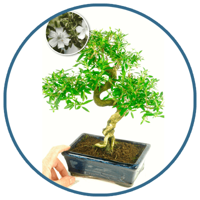 Bonsai Trees Expert Opinion