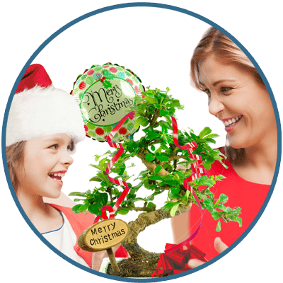 Christmas Bonsai Tree Gifts
