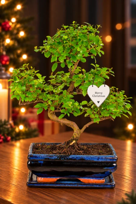 Chinese Sweet Plum (Sageretia theezans) – A Stunning 12-Year-Old Fruiting Bonsai and One of the Most Unique Christmas Gifts