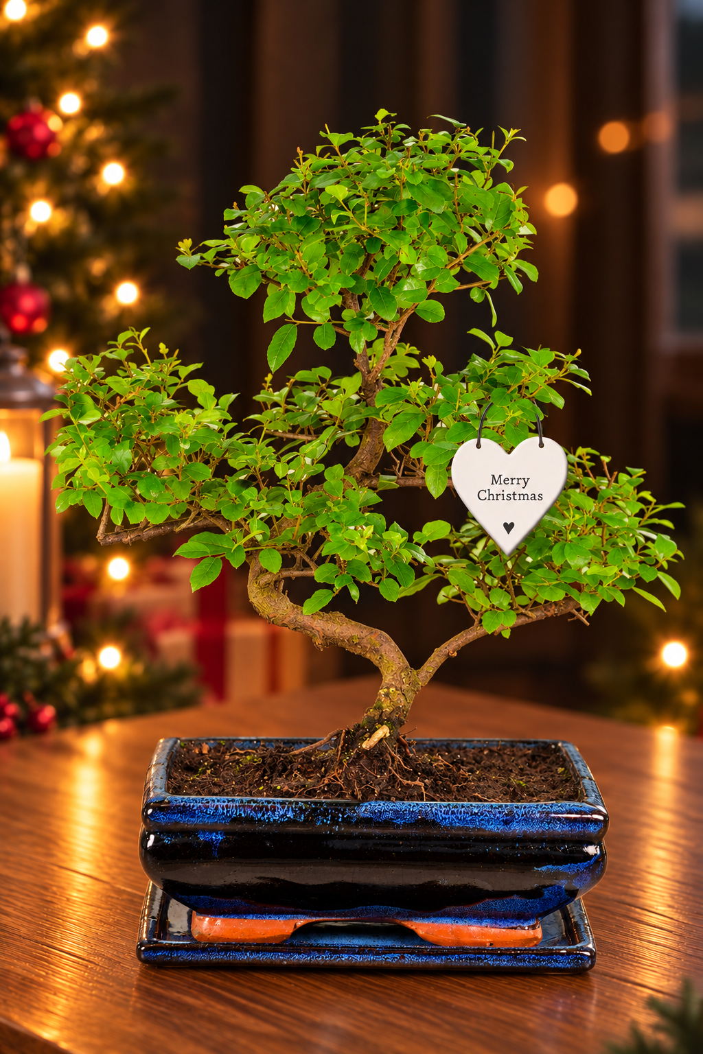 Chinese Sweet Plum (Sageretia theezans) – A Stunning 12-Year-Old Fruiting Bonsai and One of the Most Unique Christmas Gifts