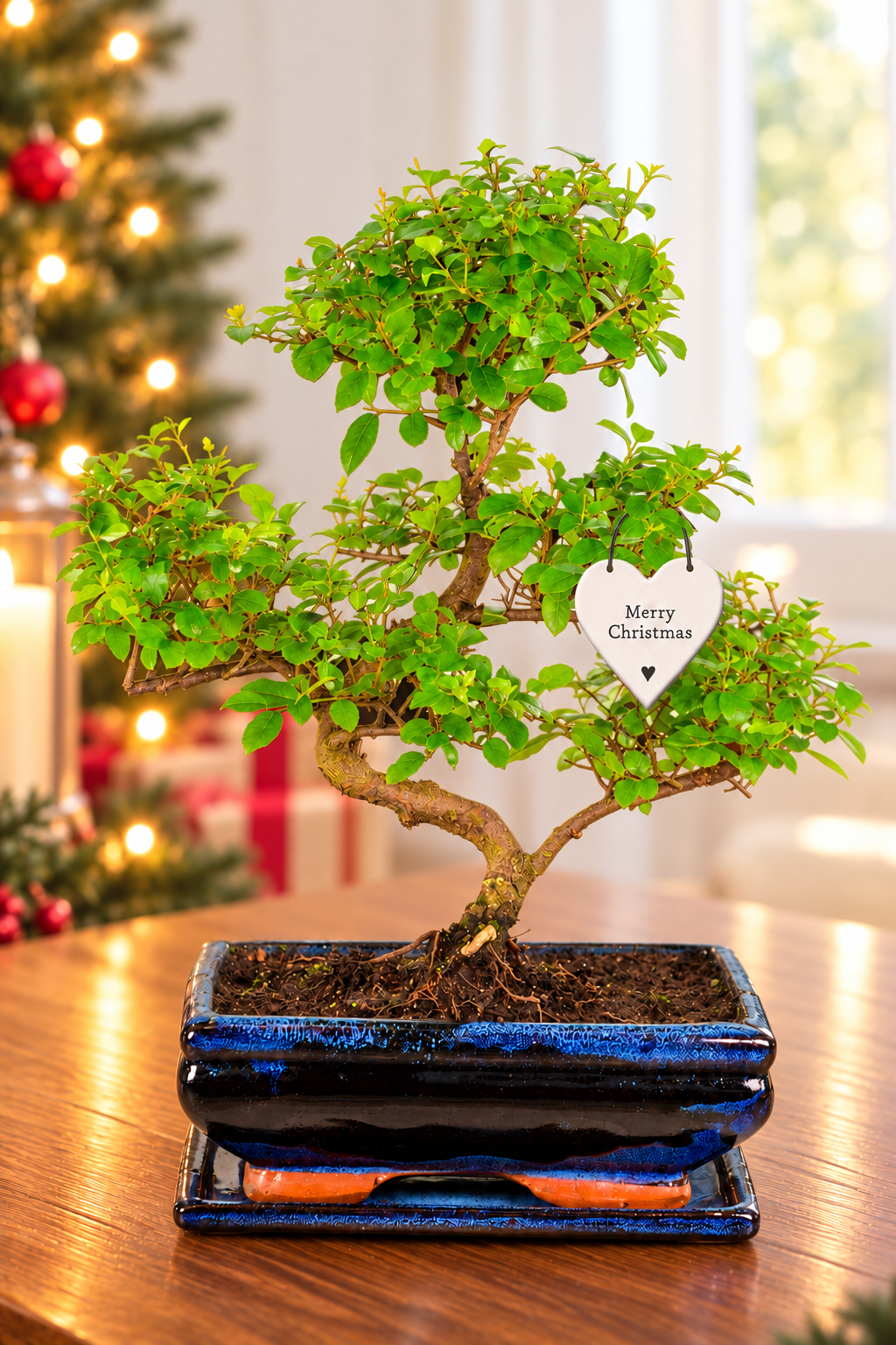 12 Year Old Fruiting Christmas Bonsai Gift | Beautiful Styling