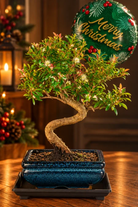 Roseapple Myrtle (Syzygium buxifolium) – A Beautiful 8-Year-Old Bonsai and One of the Best Xmas Gift Ideas