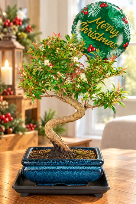 Christmas Flowering & Fruiting Twisty Evergreen Indoor Roseapple Bonsai