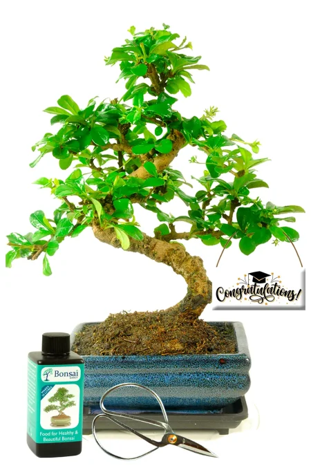 Beginners Flowering Starter Bonsai Kit - Congratulations on your Graduation Gift