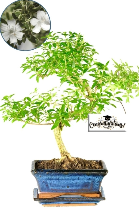 Flowering Tree of a Thousand Stars (Serissa foetida) Graduation gift!