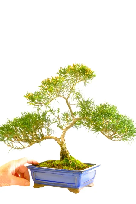 18-Year-Old Evergreen Juniper Bonsai – In Bud | Ideal for Styling & Wiring