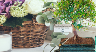 New Home Bonsai tree Gifts for Sale