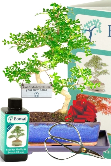 New house gift - Zesty aromatic Pepper bonsai tree kit for sale UK