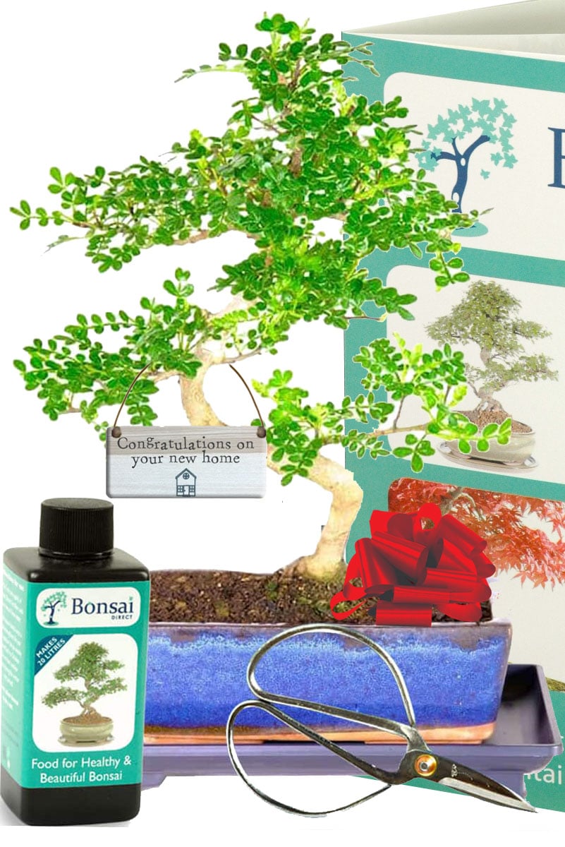 New house gift - Zesty aromatic Pepper bonsai tree kit for sale UK