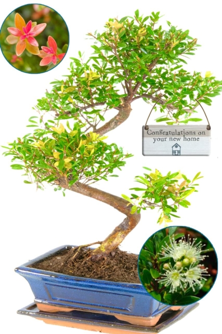 New Home Gift - 8 Year Old Fruiting & Flowering Myrtle Bonsai