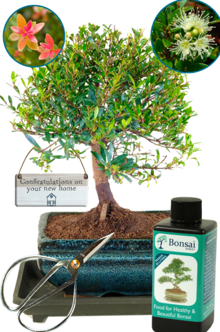 Fruiting & flowering housewarming gift - Roseapple Myrtle bonsai tree starter kit for sale UK