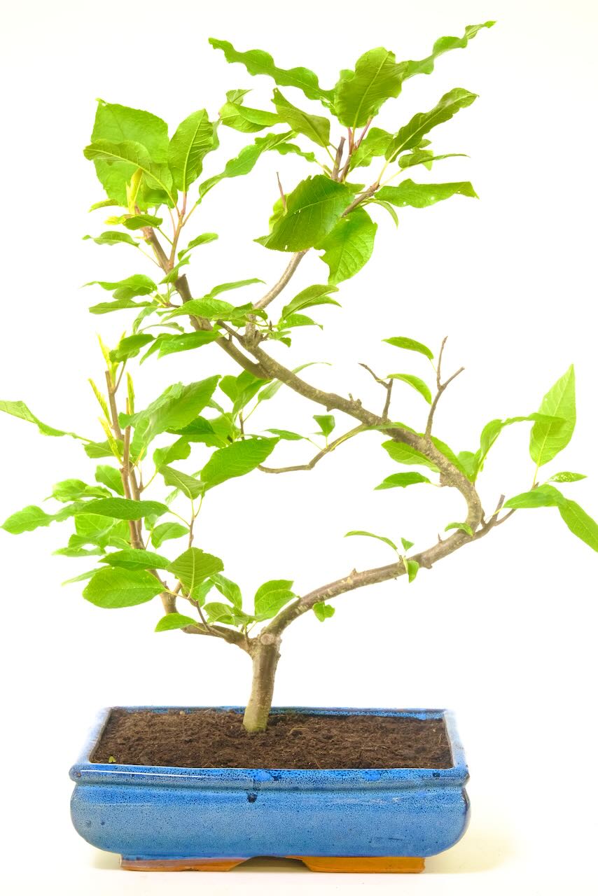 Curvaceous outdoor Bird Cherry bonsai for sale UK