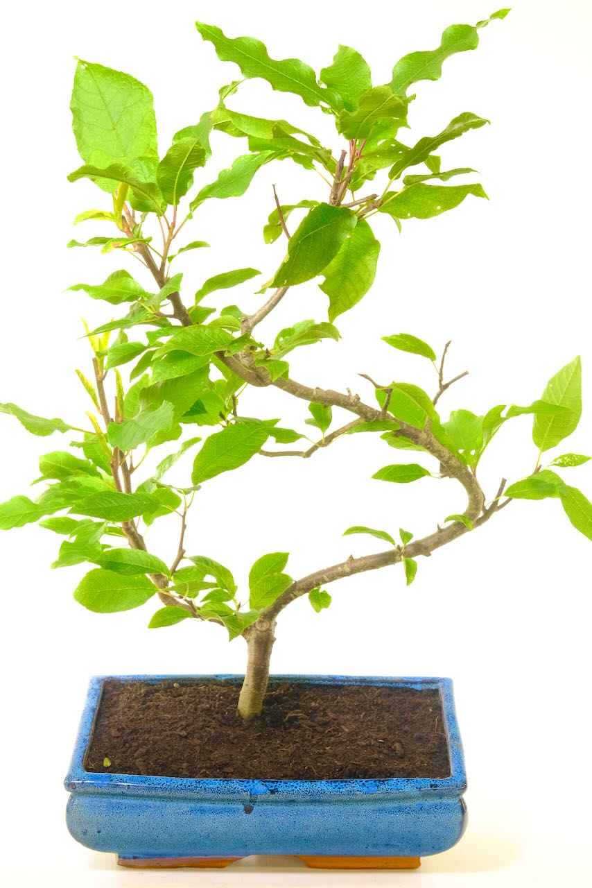 Flowering outdoor bonsai with lovely shape