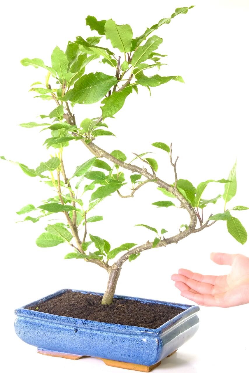 Comes potted in a blue ceramic pot