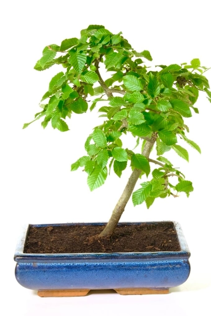 Hornbeam Bonsai Tree | Outdoor & Beginner's Friendly. UK