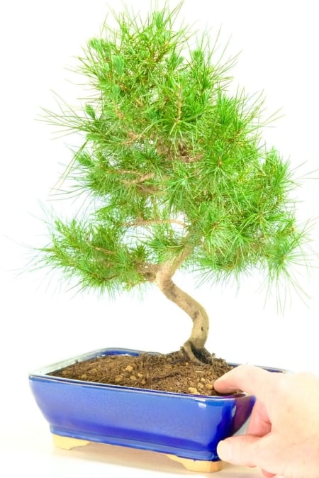 Serpentine trunk flow of this beautiful hardy pine bonsai tree