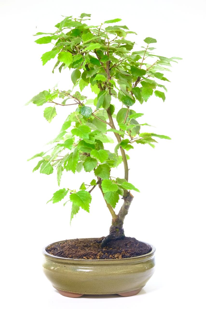 where can i purchase a bonsai tree Bonsai