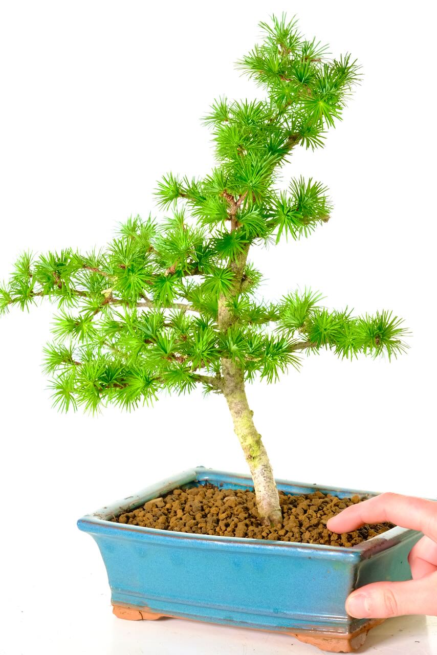 Larch Bonsai tree for sale | FREE delivery available