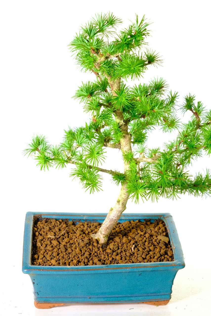 Graceful Larch / Larix Bonsai Tree in a Sea-Blue Ceramic Pot | Elegant Design with Artistic Appeal