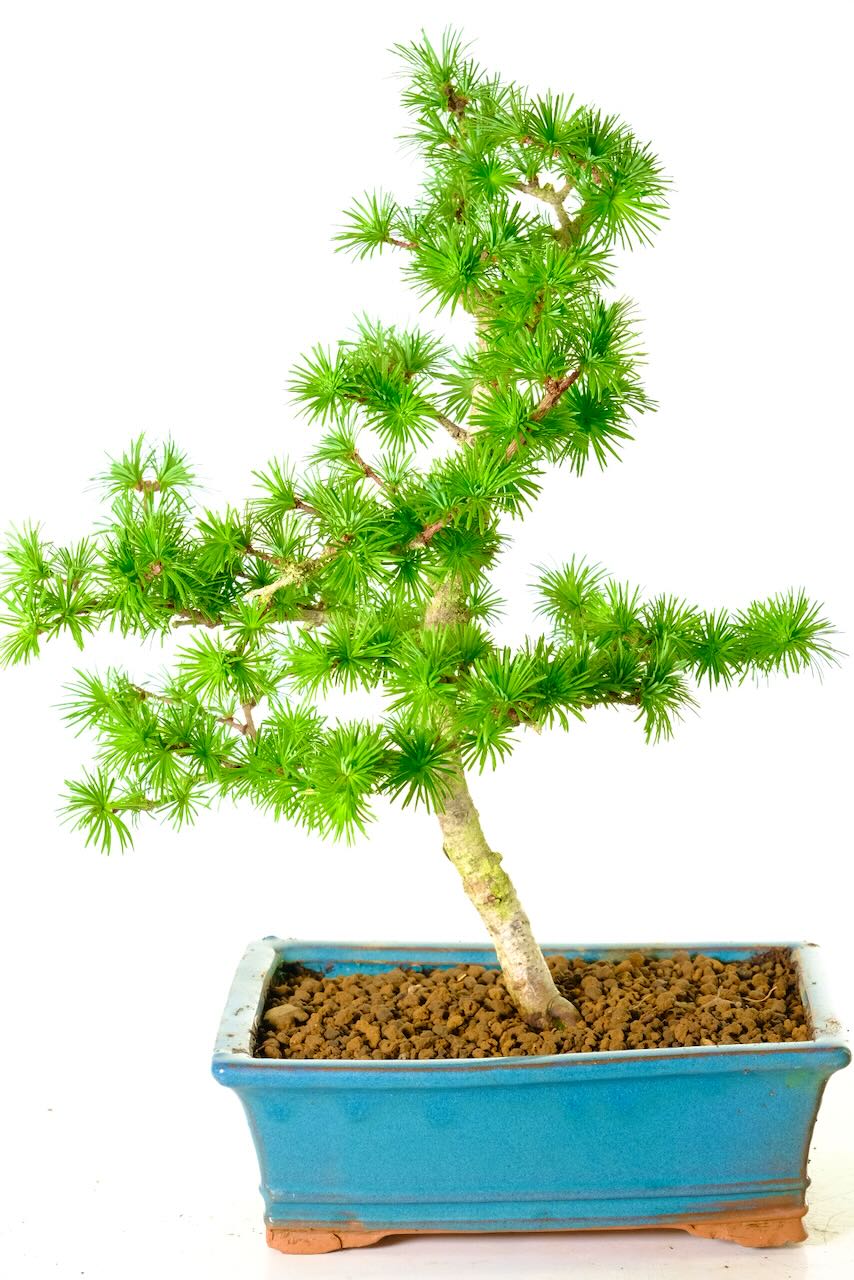 Larix Bonsai tree for Sale in Sea-Blue Pot | Lime green Rosettes of Needles
